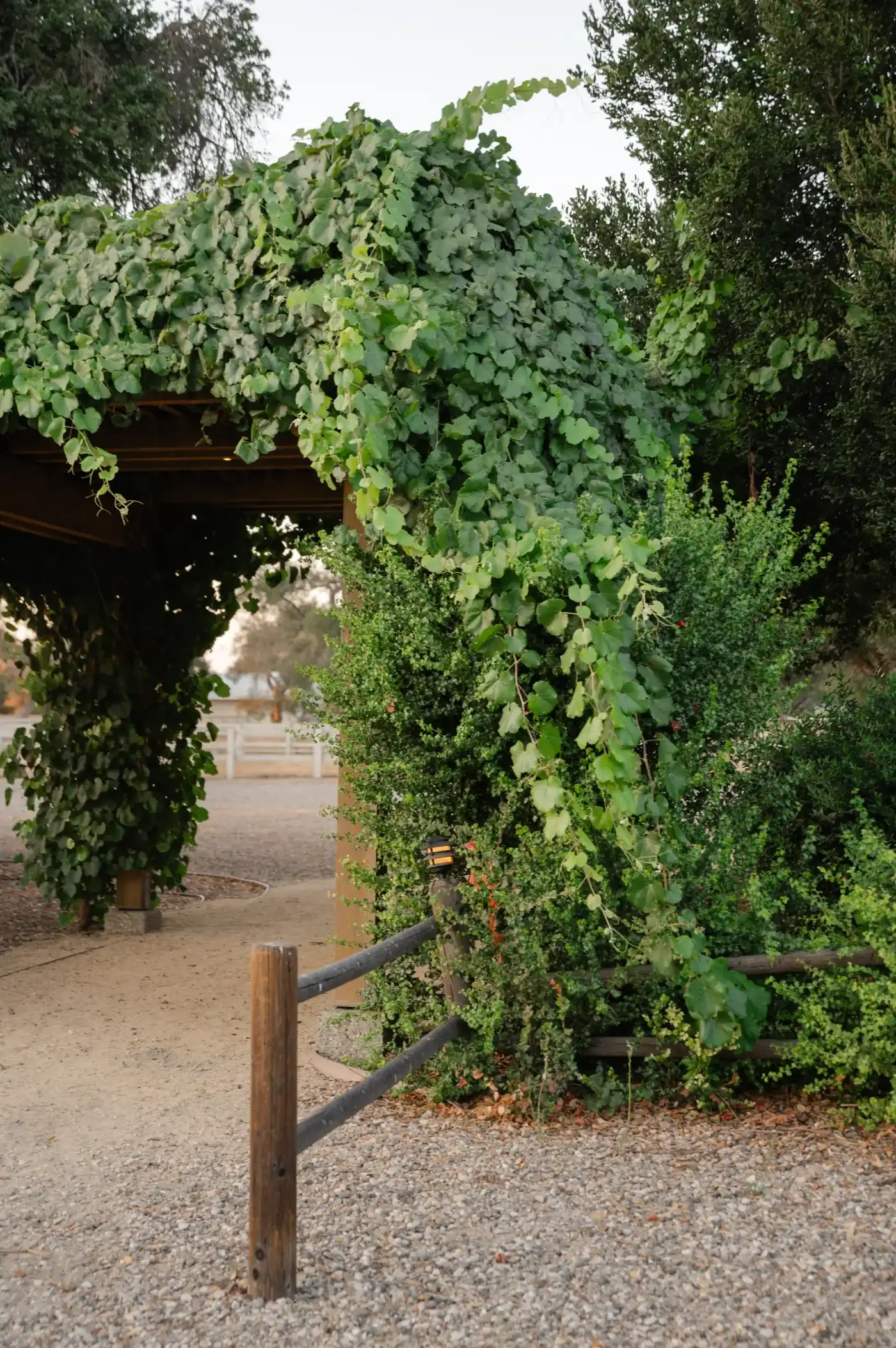 A vine-covered timber arbor over the gravel path at Rancho Carmina, split-rail fencing either side