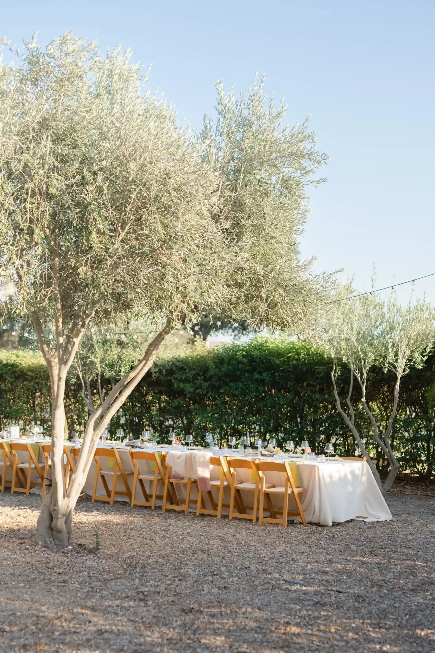 Long tables in cream linen with amber folding chairs set under the olive trees at Rancho Carmina, a clipped hedge behind
