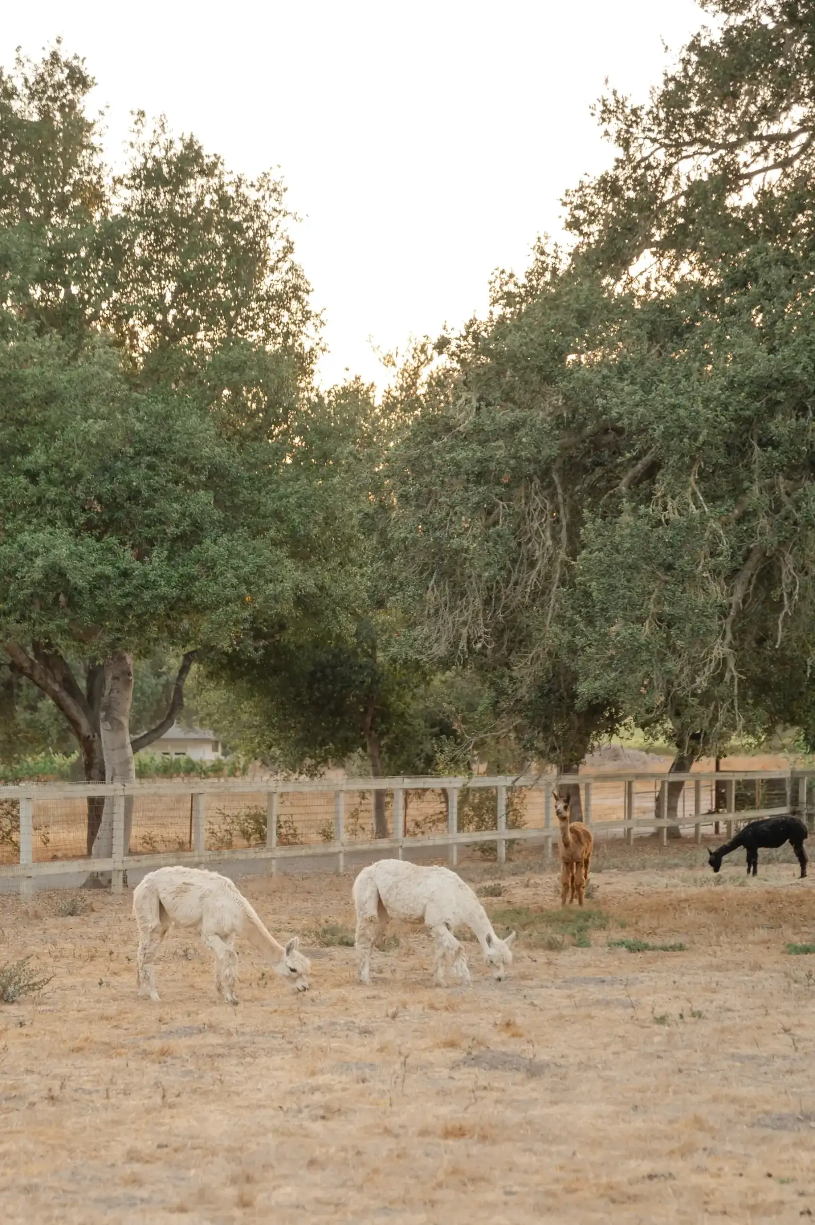 Alpacas grazing in the oak-shaded paddock at Rancho Carmina